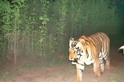 Bar Nawapara Tiger Sighting