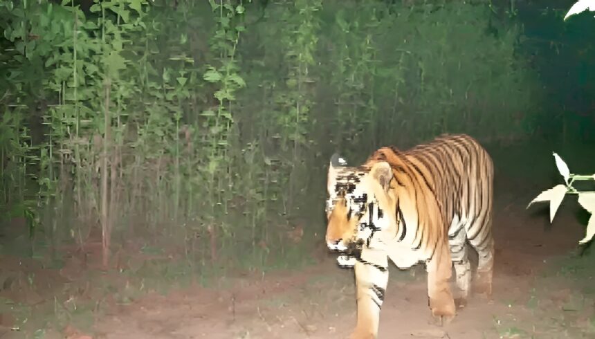 Bar Nawapara Tiger Sighting