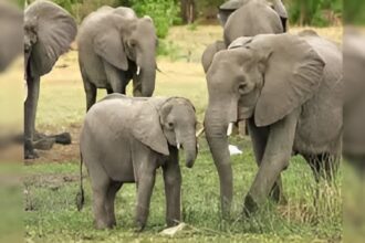 Chhattisgarh Elephant Attack