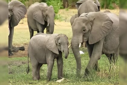 Chhattisgarh Elephant Attack