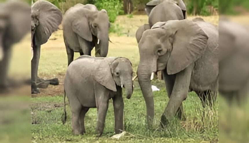 Chhattisgarh Elephant Attack