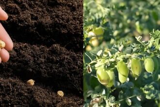 Crop Protection Tips