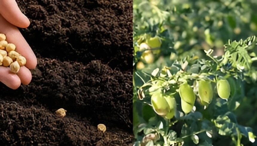 Crop Protection Tips