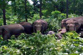Elephant Attack Chhattisgarh