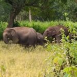 Elephant Attack Korba