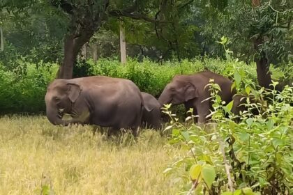 Elephant Attack Korba