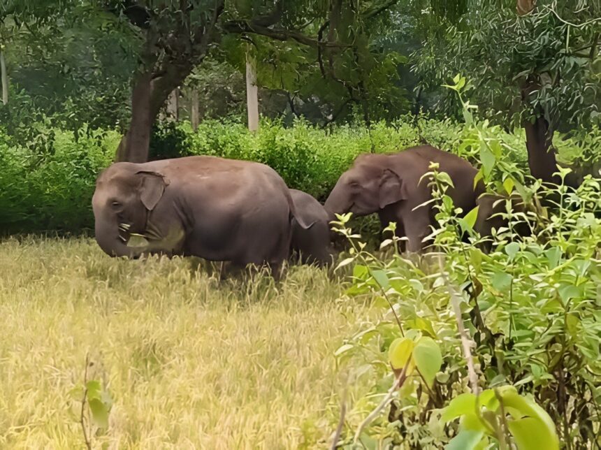 Elephant Attack Korba
