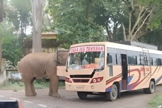 Elephant Attacks Jharkhand