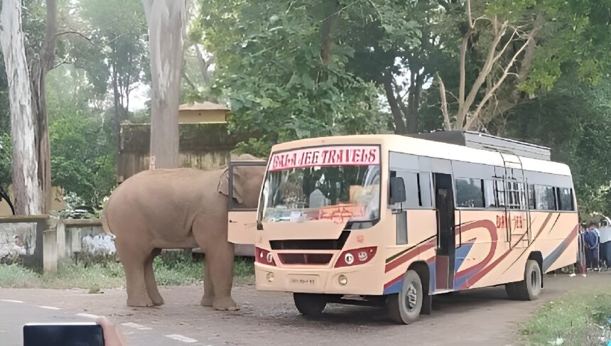 Elephant Attacks Jharkhand