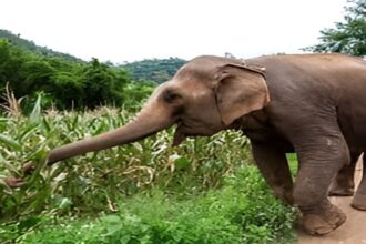Elephant Crop Damage
