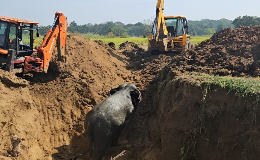 Elephant Rescue Operation