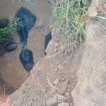 Elephant Rescue Operation