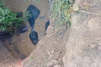 Elephant Rescue Operation