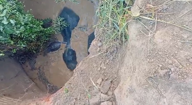 Elephant Rescue Operation
