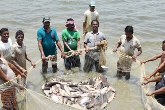 Fish Production Chhattisgarh