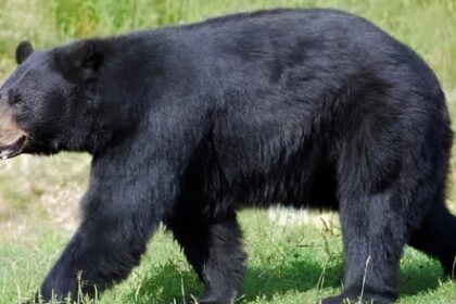Kanker Bear Death
