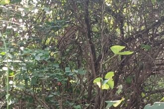 Leopard Trapped in Fence