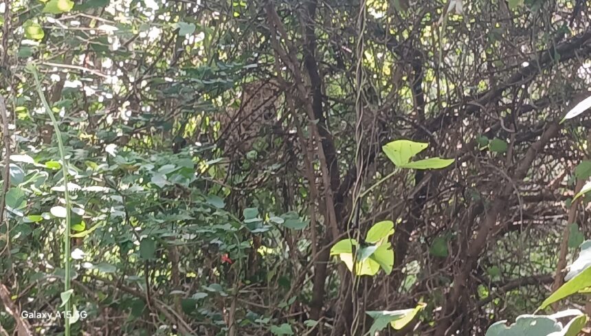 Leopard Trapped in Fence