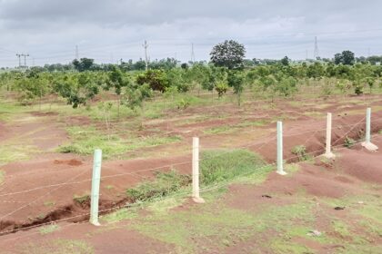 MNREGA Plantation