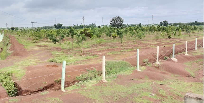 MNREGA Plantation