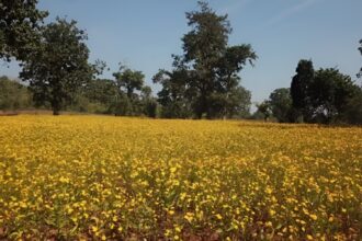 Mendoli Tourist Spot