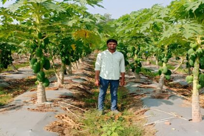 Papaya Farming