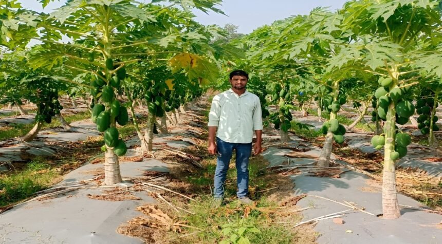 Papaya Farming