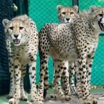 Project Cheetah Update