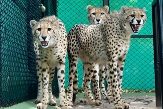 Project Cheetah Update