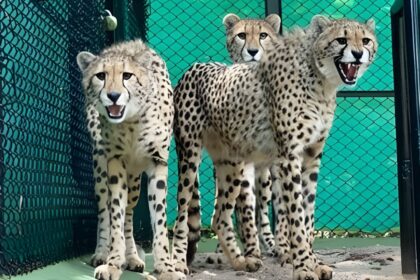 Project Cheetah Update