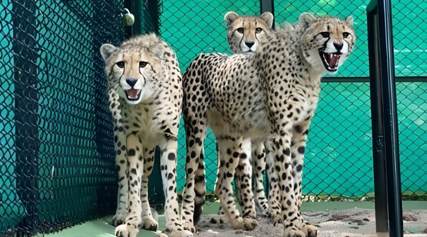 Project Cheetah Update