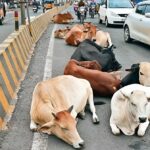 Safe Roads Mission Chhattisgarh