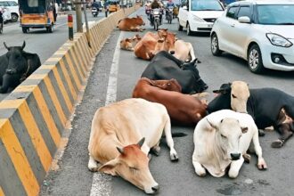 Safe Roads Mission Chhattisgarh