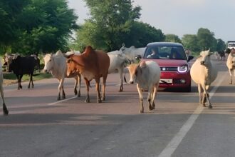 Stray Cattle Control Campaign