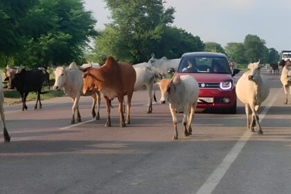 Stray Cattle Control Campaign