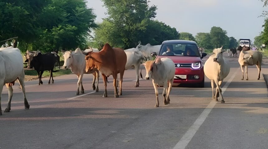 Stray Cattle Control Campaign