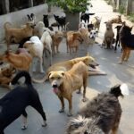 Stray Dogs in Raipur