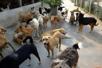 Stray Dogs in Raipur