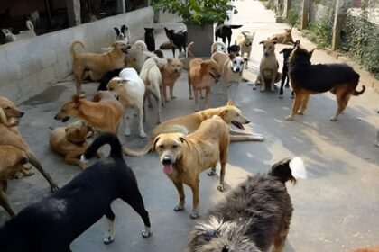 Stray Dogs in Raipur