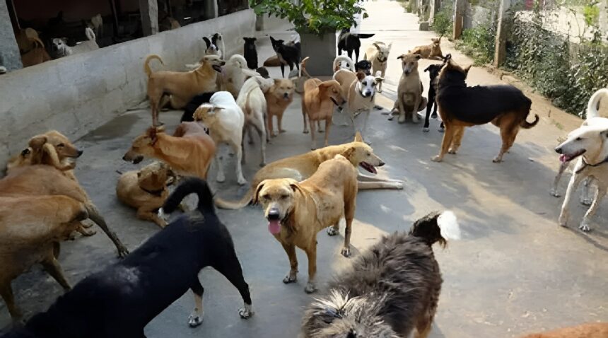 Stray Dogs in Raipur