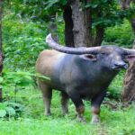 Wild Buffalo Conservation