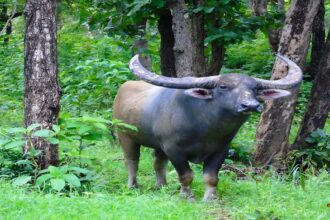 Wild Buffalo Conservation