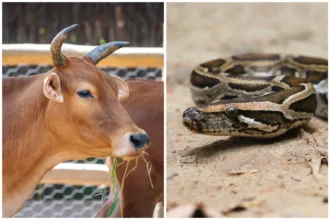 Python Rescue Chhattisgarh