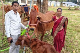 Bastar Dairy Development