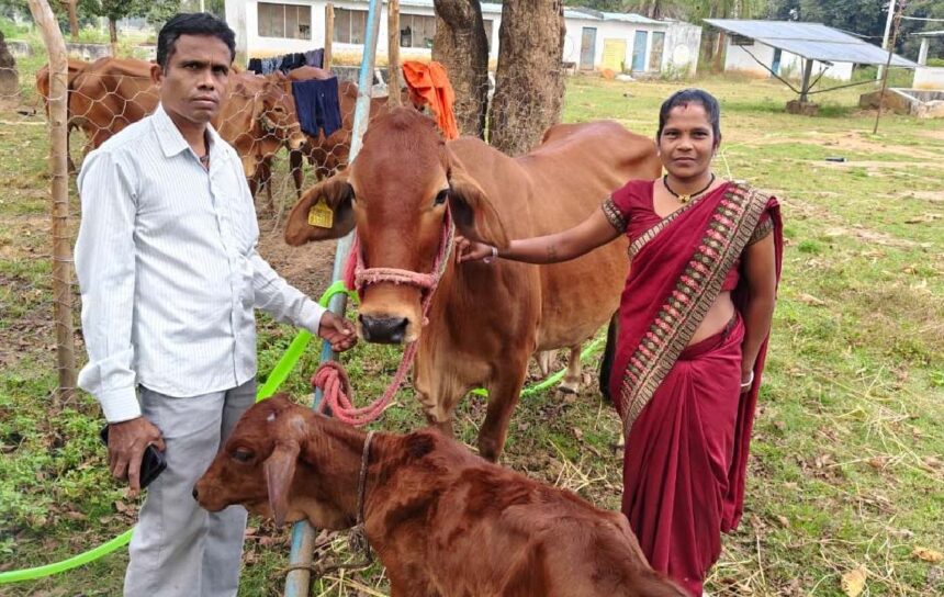 Bastar Dairy Development