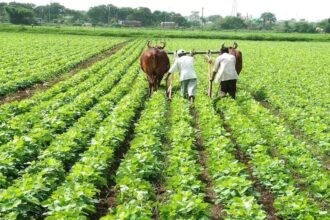 Chhattisgarh Agriculture