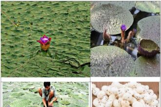 Chhattisgarh Makhana Board