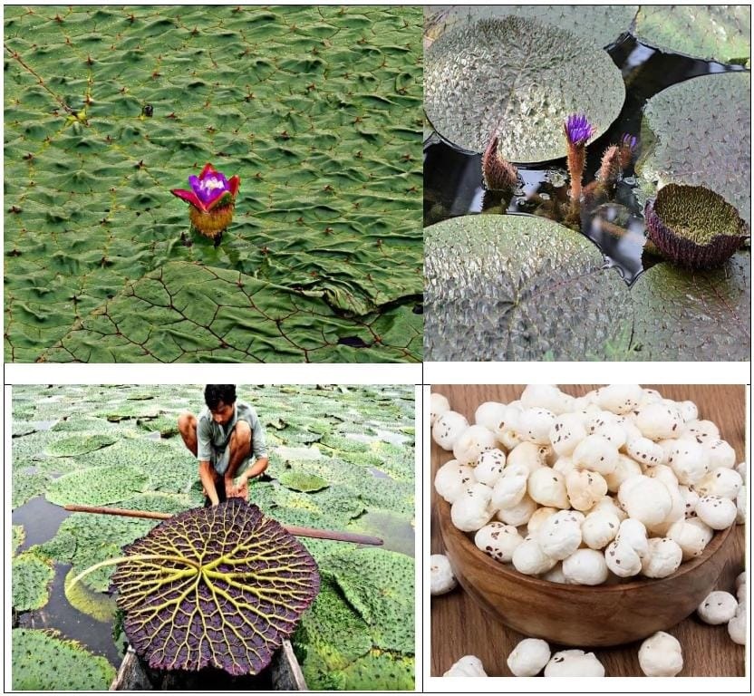 Chhattisgarh Makhana Board