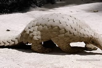 Interstate Pangolin Smuggling