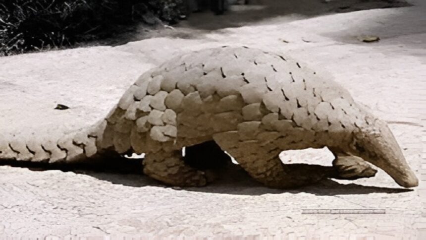 Interstate Pangolin Smuggling